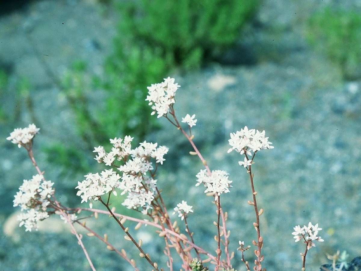 Sedum micranthum (Crassulaceae)